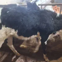 گوساله ماده سیمین تال|حیوانات مزرعه|سرخنکلاته, |دیوار