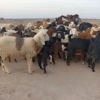 فروش تعدادی گوسفند