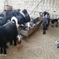 بز کهره دار|حیوانات مزرعه|شیراز, باجگاه|دیوار