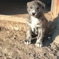 درود دوستان عشق باز