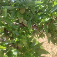 باغشهری باجگاه