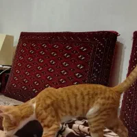 گربه نر۶ماهه زردخونگی|گربه|گالیکش, |دیوار