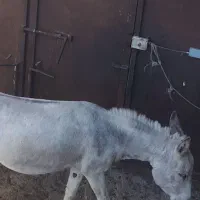 خر باربری|حیوانات مزرعه|زند, |دیوار