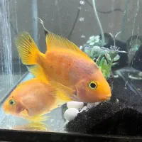 ماهی طوطی آگواریومی