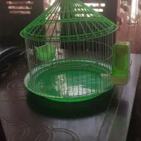 قفس