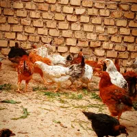 نیمچه مرغ و خروس محلی