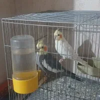 عروس هلندی