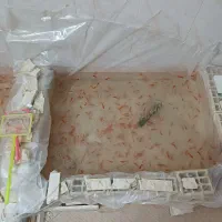 ماهی قرمز عمده|ماهی|قم, انصار‌الحسین|دیوار