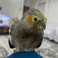 واگذاری  رایگان عروس هلندی ماده