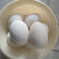 تخم غاز نطفه دار