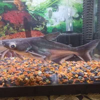 ماهی پنکوسی معاوضه اکواریوم|ماهی|تهران, باغ خزانه|دیوار