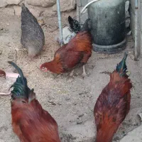 خروس|حیوانات مزرعه|دینور, |دیوار