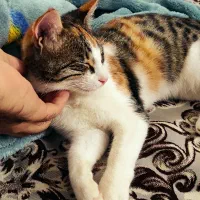 واگذاری رایگان ۲ عدد بچه گربه|گربه|ماسال, |دیوار