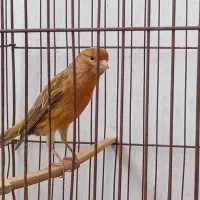قناری شتری سرخ|پرنده|شیراز, شیشه‌گری|دیوار