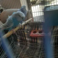 مرغ عشق اسپانگل پروانه ای کاکل