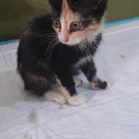 واگذاری دوتا گربه ماده