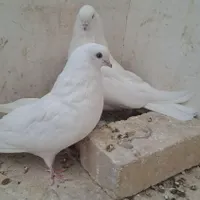 کبوتر سفید اراکی شمرونی|پرنده|مبارکه, |دیوار