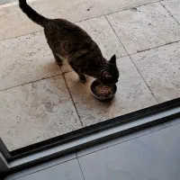 گربه نر پیدا شده