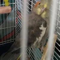 «عروس هلندی ماده»|پرنده|ملایر, |دیوار