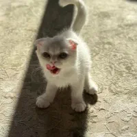 واگذاری بچه گربه اسکاتیش فولد|گربه|سنندج, |دیوار