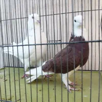 نر و ماده شازده سرور|پرنده|قم, شاه احمد قاسم|دیوار