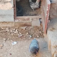 مرغ|حیوانات مزرعه|لاران, |دیوار