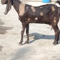 گاوگوساله گوسفند بز بره گاومیش درشادگان