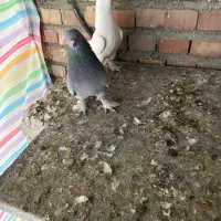 تعدادی ترکیه