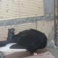 زاغ آبادانی