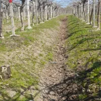 باغ ۲۰۰۰ متری