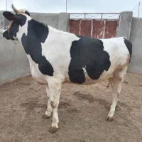 تلیسه آبستن