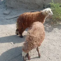 بره بندی عربی چاق وچابک