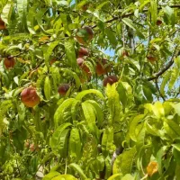 باغ بادام ۵۰۰متری و ۱۰۰۰متری|فروش دفتر صنعتی، کشاورزی، تجاری|سامان, |دیوار