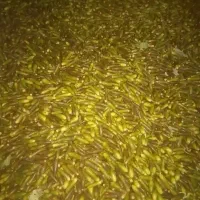 فروش بلوط درجه یک در شیراز