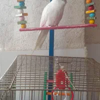 عروس هلندی سخنگو