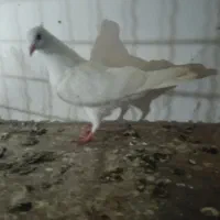 طوقی هفرنگ|پرنده|گرگان, |دیوار