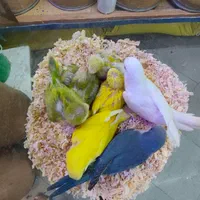 راهب سرلاکی و دم دون خور|پرنده|تهران, سجاد|دیوار