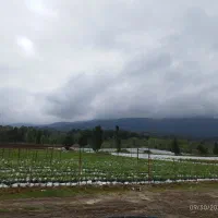 استخدام نیروی کار در گلخانه