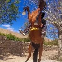 مادیان|اسب و تجهیزات اسب‌سواری|کاشان, کارگر|دیوار