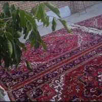فرش هریس تاجری|فرش|تبریز, |دیوار