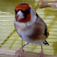 سهره دستی دهندار|پرنده|ابهر, |دیوار