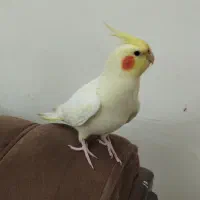 عروس هلندی ماده رام و دستی