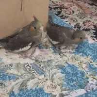 عروس هلندی|پرنده|مبارکه, |دیوار