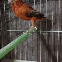 قناری نر سوخته قدار|پرنده|اردبیل, |دیوار