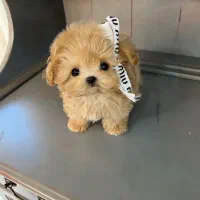 سگ زیبا|سگ|کرمان, |دیوار