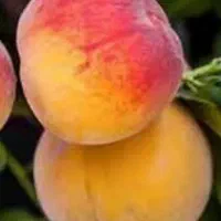 پیش فروش نهال هلو جوادی|خدمات باغبانی و درختکاری|فرخ‌شهر, |دیوار