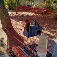 یک جفت طوطی بریزیلی