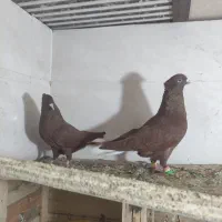 کبوتر فروشی|پرنده|بهبهان, |دیوار