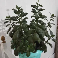 گل قاشقی