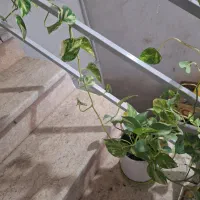 ۳ عدد گل با گلدون سفالی نو نو|گل و گیاه طبیعی|گرگان, |دیوار